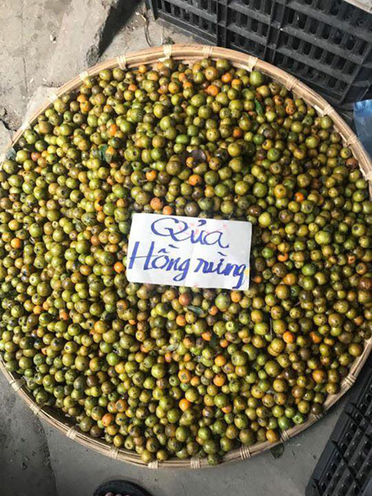 Giống như các loại hồng khác, cây hồng rừng thường rụng lá khi ra quả, quả hồng khi chín có màu vàng cam, thịt mềm ngọt