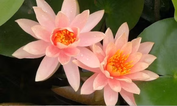 Nhung nguoi sinh vao 7 ngay nay kho thoat khoi kiep giau sang