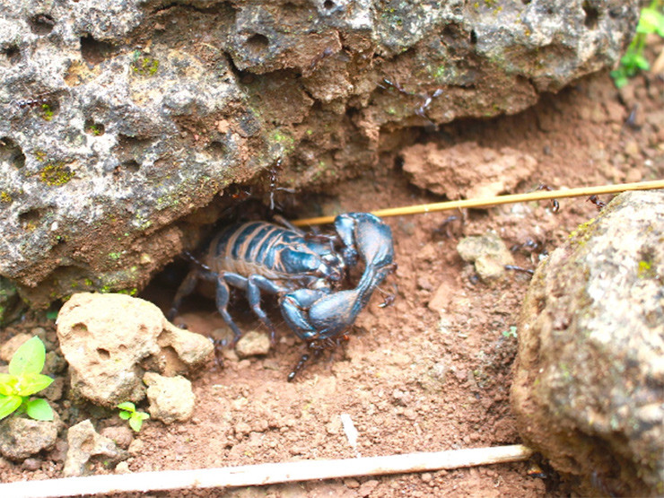 Loai nhin dang so ai cung tranh xa khong ngo la dac san