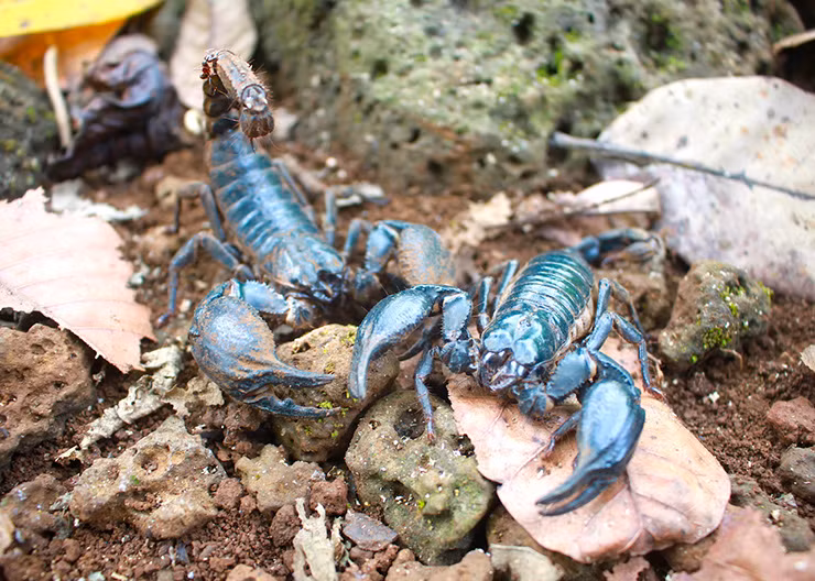 Người đi săn bò cạp có thể kiếm được từ 300 – 400 nghìn đồng/ngày, thậm chí là cả triệu đồng nếu hôm nào may mắn