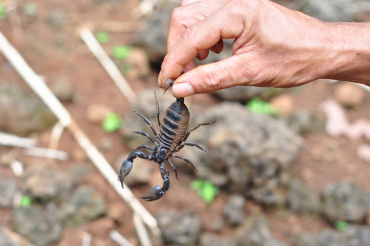 Bọ cạp núi xuất hiện nhiều ở các tỉnh Đông Nam Bộ và Tây Nguyên.