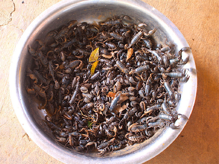 Chúng thường sống ở dưới các tảng đá lớn, trong hang ổ hoặc trong các trụ đất