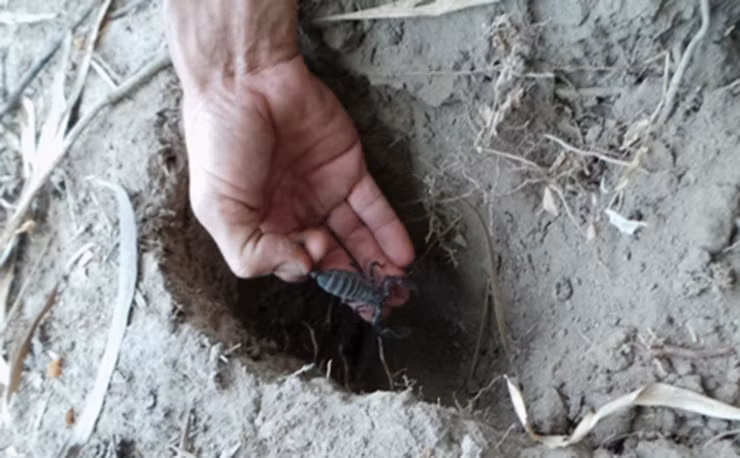 Sau khi bắt về, bọ cạp núi được bán cho thị trường TP.HCM, Hà Nội và cả Trung Quốc.