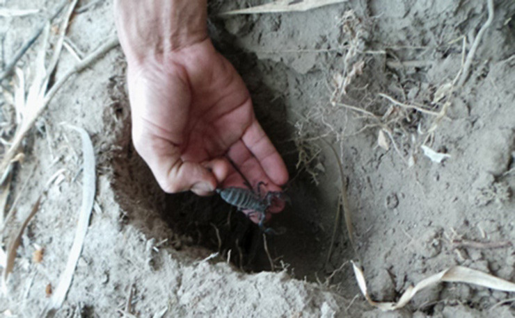 Sau khi bắt về, bọ cạp núi được bán cho thị trường TP.HCM, Hà Nội và cả Trung Quốc.