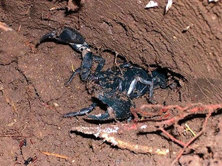 Trông có vẻ hung dữ nhưng nhưng thực tế chúng không hề có độc nên khi cắn chỉ bị sưng ở phần vết cắn vài ngày sẽ hết