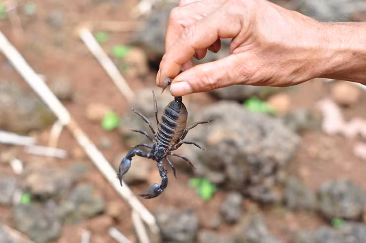 Bọ cạp núi xuất hiện nhiều ở các tỉnh Đông Nam Bộ và Tây Nguyên.