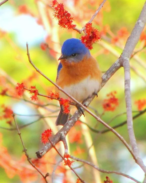 Sinh tháng Âm lịch này càng trung thực càng nhiều quý nhân Sinh thang Am lich nay cang trung thuc cang nhieu quy nhan