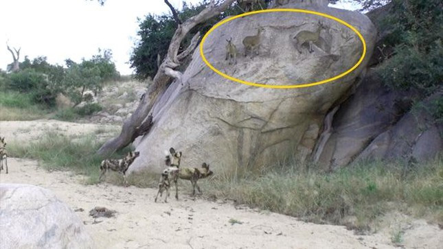 Bi dan cho hoang vay giet, linh duong van song sot than ki