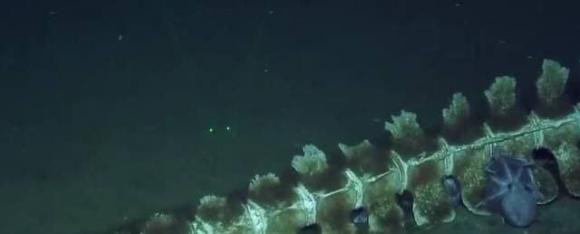 Cac nha khoa hoc chup duoc anh mot vu roi ca voi hiem gap-Hinh-5