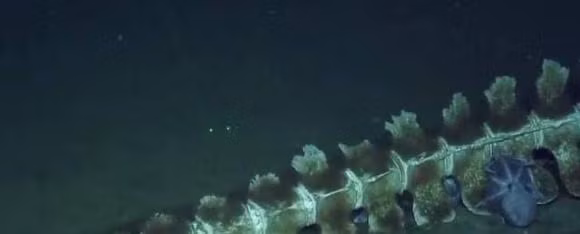 Cac nha khoa hoc chup duoc anh mot vu roi ca voi hiem gap-Hinh-5