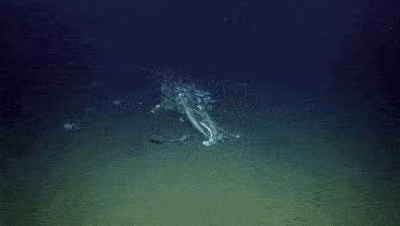 Cac nha khoa hoc chup duoc anh mot vu roi ca voi hiem gap-Hinh-3