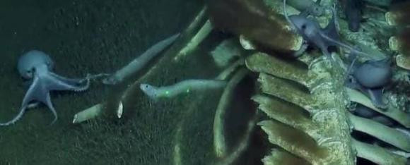 Cac nha khoa hoc chup duoc anh mot vu roi ca voi hiem gap-Hinh-7