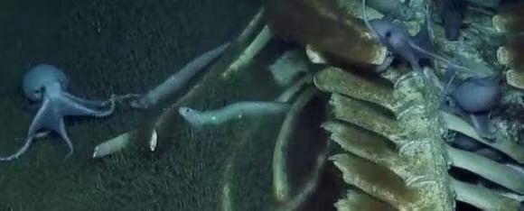 Cac nha khoa hoc chup duoc anh mot vu roi ca voi hiem gap-Hinh-7