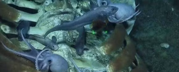 Cac nha khoa hoc chup duoc anh mot vu roi ca voi hiem gap-Hinh-9