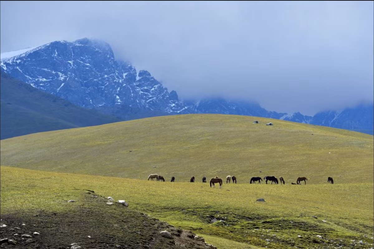 Kyrgyzstan trong mua len men sua ngua-Hinh-2