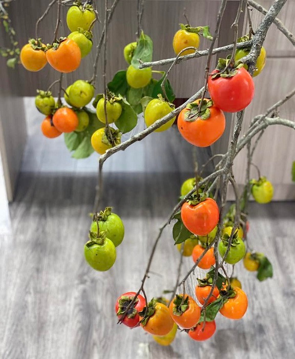 Canh hong nguyen qua hut khach vua cam, ngam vua an dan-Hinh-4