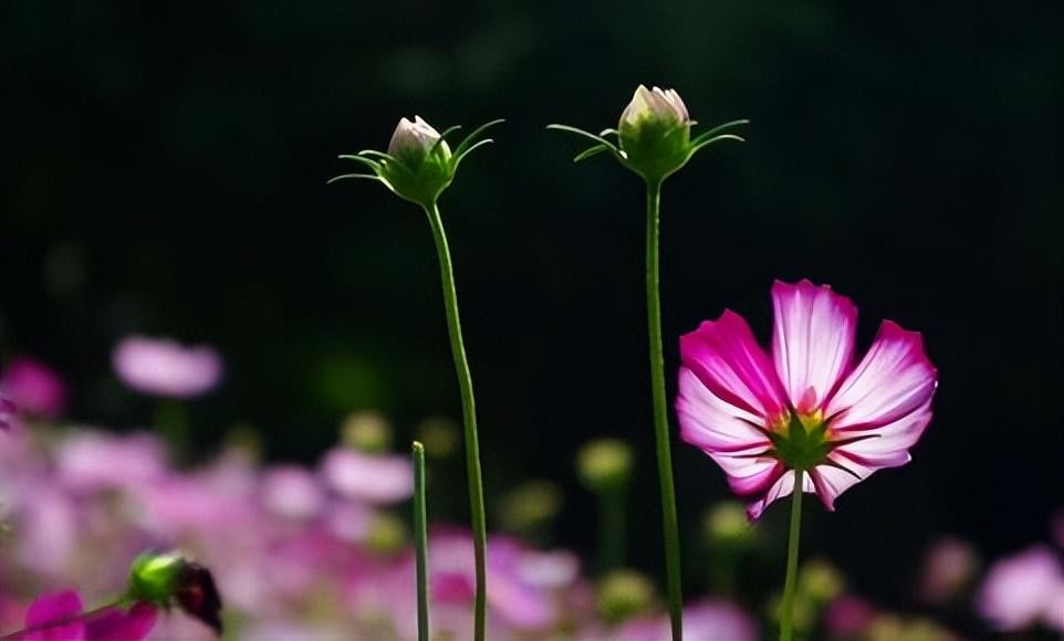 Tu ngay 31/10, 3 con giap nhanh nhay chop thoi co-Hinh-3