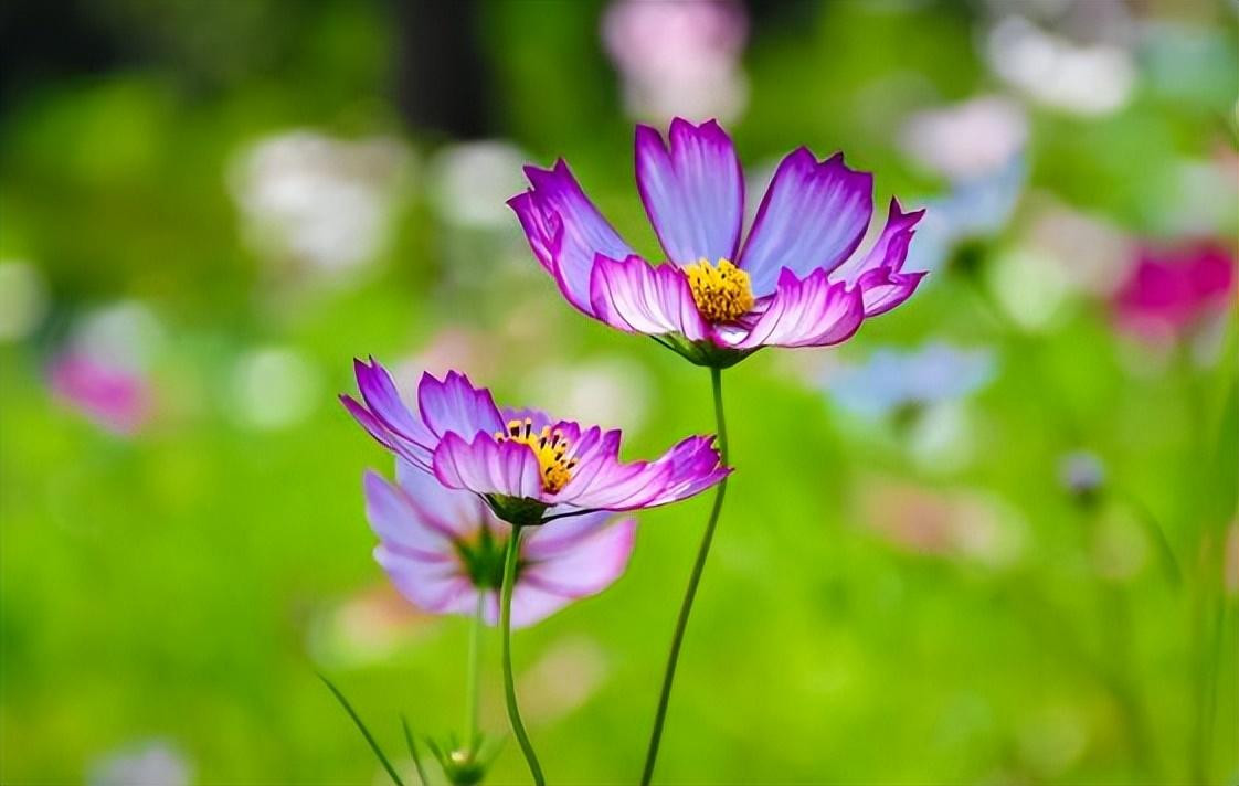 Tu ngay 31/10, 3 con giap nhanh nhay chop thoi co-Hinh-2