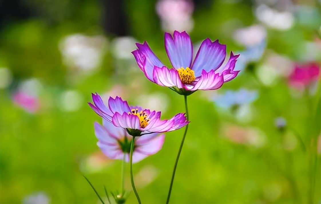 Tu ngay 31/10, 3 con giap nhanh nhay chop thoi co-Hinh-2