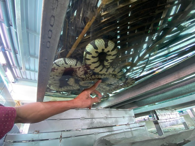 Cho ran o nha lau, anh nong dan thu tram trieu moi nam-Hinh-3