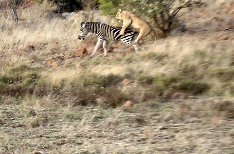 Mất cảnh giác, ngựa vằn bị sư tử đoạt mạng trong chớp mắt ảnh 1 Mất cảnh giác, ngựa vằn bị sư tử đoạt mạng trong chớp mắt ảnh 1