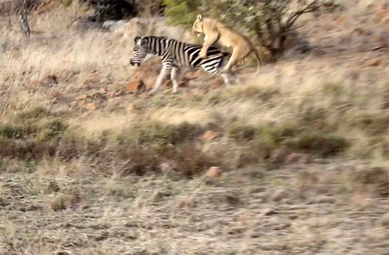 Mất cảnh giác, ngựa vằn bị sư tử đoạt mạng trong chớp mắt ảnh 1