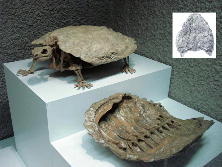 Loai rua hien lanh nhung lai la ac mong doi voi thu san moi-Hinh-9