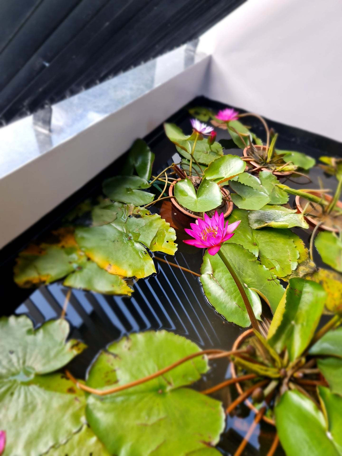 'Ao' nuoi ca, trong hoa sung tren san thuong ngoi nha pho-Hinh-23