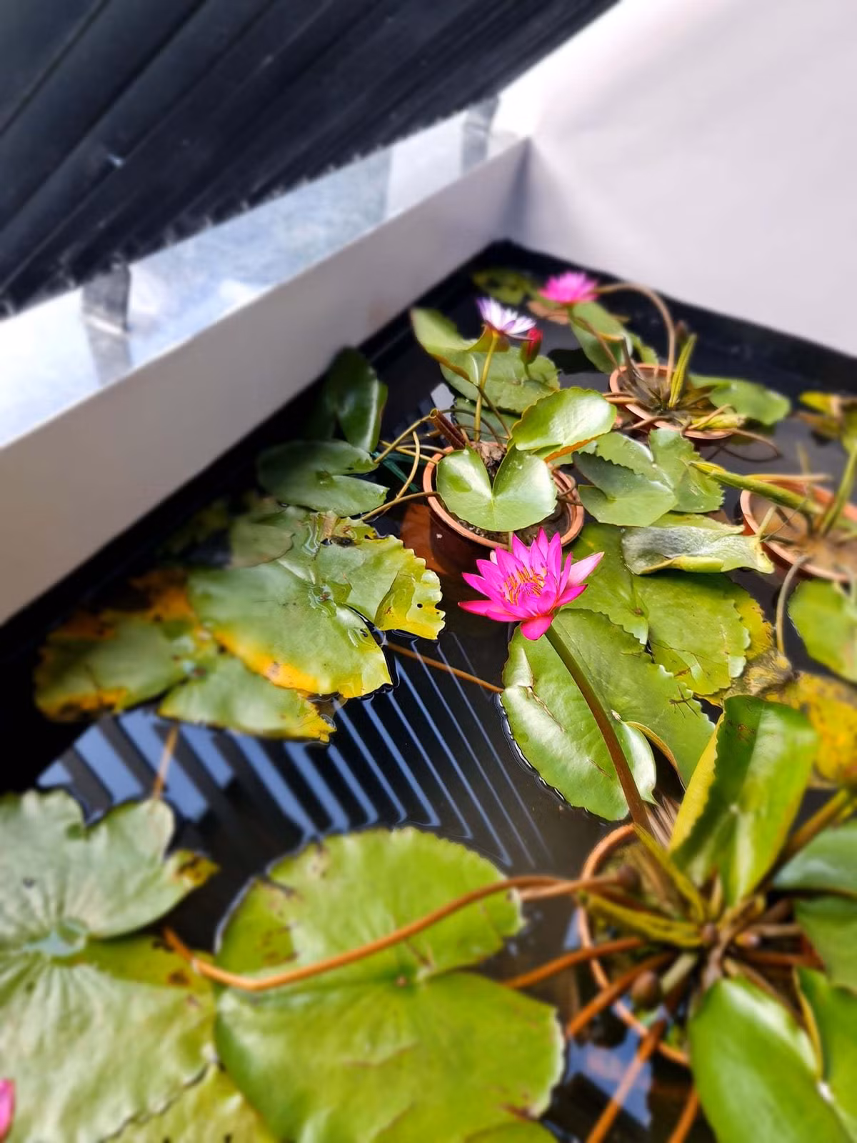 'Ao' nuoi ca, trong hoa sung tren san thuong ngoi nha pho-Hinh-23