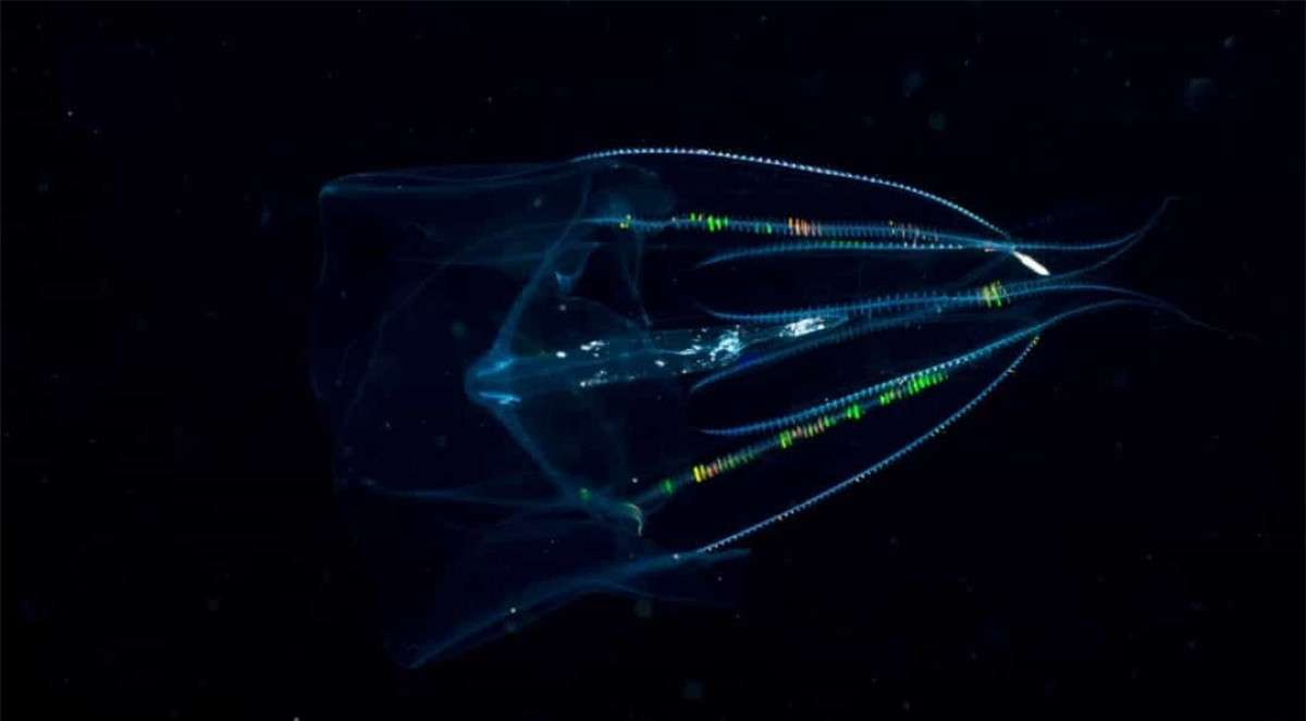 Sứa không có nhiều đặc điểm truyền thống của động vật như não hoặc phổi, nhưng một số loài sứa có răng. Sứa lược có hàng trăm hàng lông mao nhỏ hoạt động như răng và có thể dùng để xé xác con mồi.