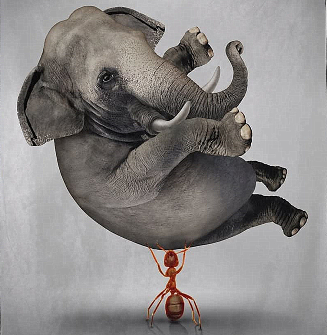 Động vật càng 'to xác' càng ăn ít, vật lý không giải thích nổi? - Hình 3 Dong vat cang 'to xac' cang an it, vat ly khong giai thich noi?-Hinh-3