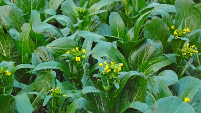 2 loại rau cải ngược tên và những người không nên ăn 2 loai rau cai nguoc ten va nhung nguoi khong nen an