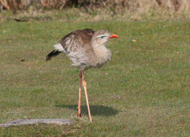 Tai sao chim khung bo - Phorusrhacids lai dang so nhat thoi tien su?-Hinh-2