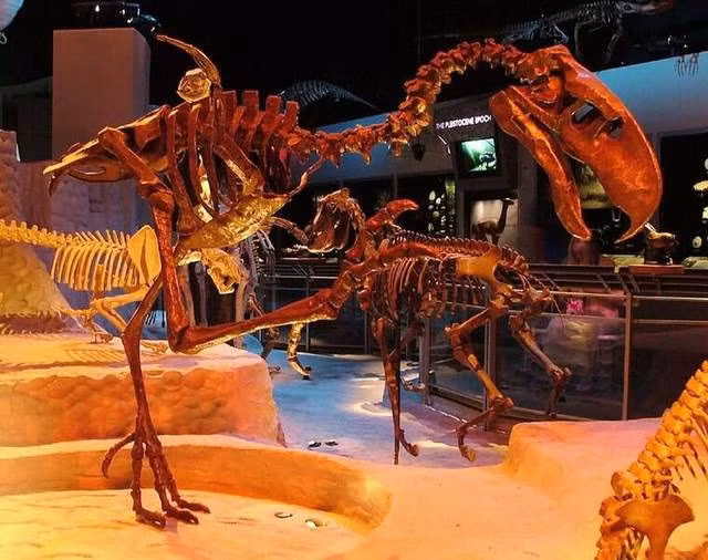 Tai sao chim khung bo - Phorusrhacids lai dang so nhat thoi tien su?-Hinh-4