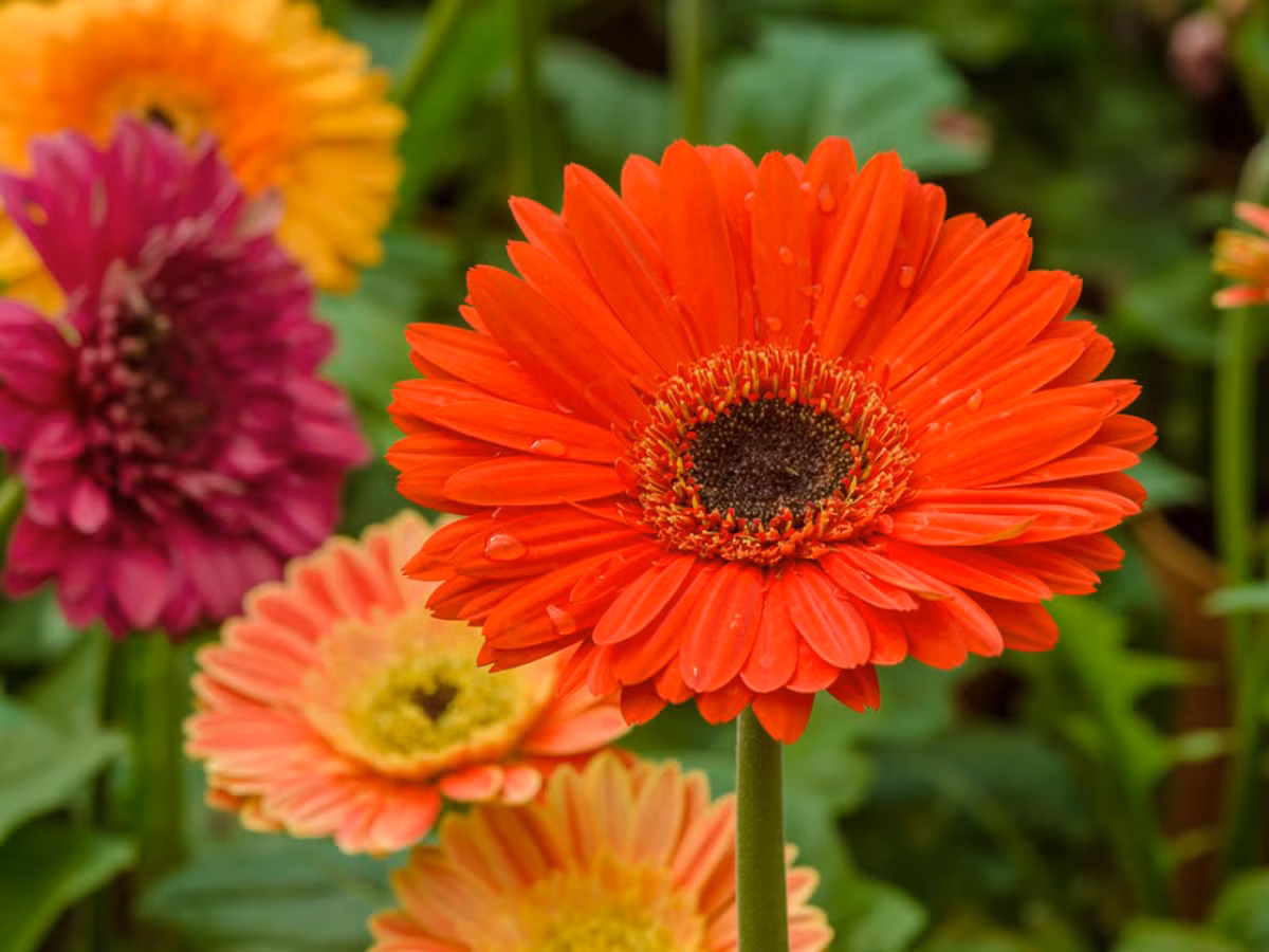 Tre co gio sinh nay may man day tay, truong thanh vuong tai loc-Hinh-2