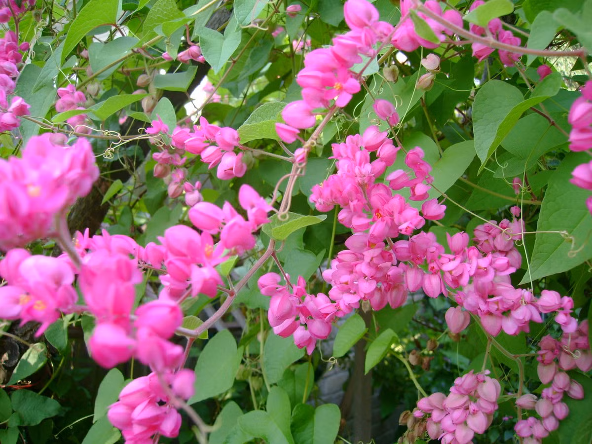 Nua sau thang 8, 3 con giap phuc khi tran day, tien bac den tay-Hinh-2