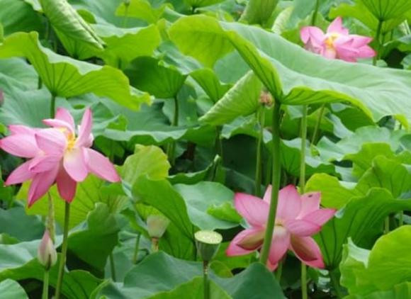 Buoc sang cuoi thang 3, 4 con giap hoa Rong hoa Phuong, giau nut vach-Hinh-2