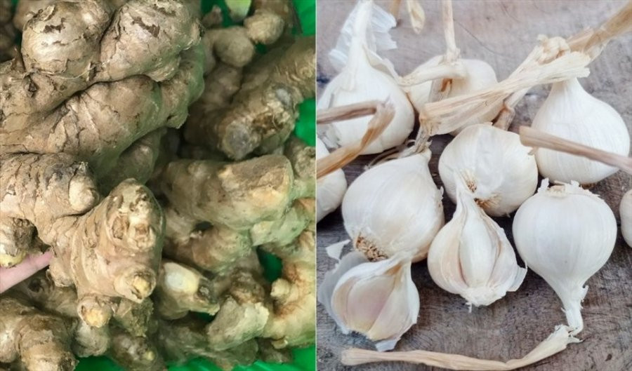 Kết hợp gừng với tỏi, cơ thể nhận 6 lợi ích tuyệt vời này Ket hop gung voi toi, co the nhan 6 loi ich tuyet voi nay
