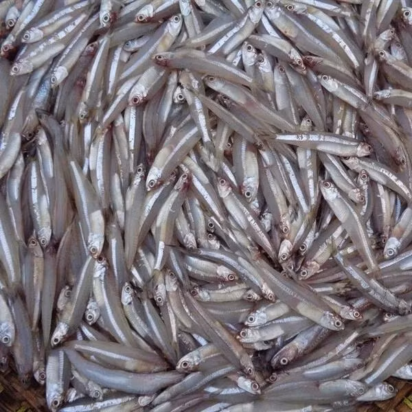 5 loai ca vua bo lai khong nuoi cong nghiep-Hinh-4