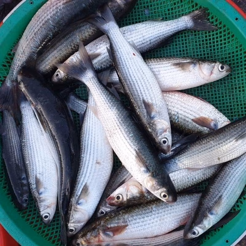 5 loai ca vua bo lai khong nuoi cong nghiep-Hinh-3