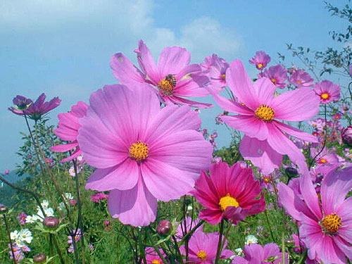 Cac cu dan: Ngheo may cung dung mac no 4 thu nay keo can phuc