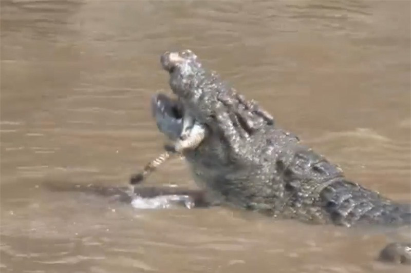 Video: Đàn cá sấu xé xác ngựa vằn non Video: Dan ca sau xe xac ngua van non