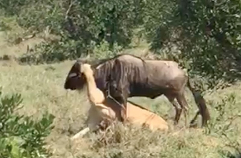 Linh dương đầu bò nỗ lực giành sự sống trước hàm sư tử ảnh 1