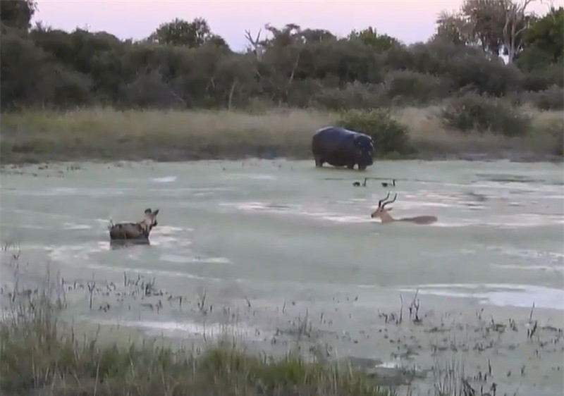 Linh dương Impala bị hà mã và chó hoang “trên búa dưới đe” ảnh 1