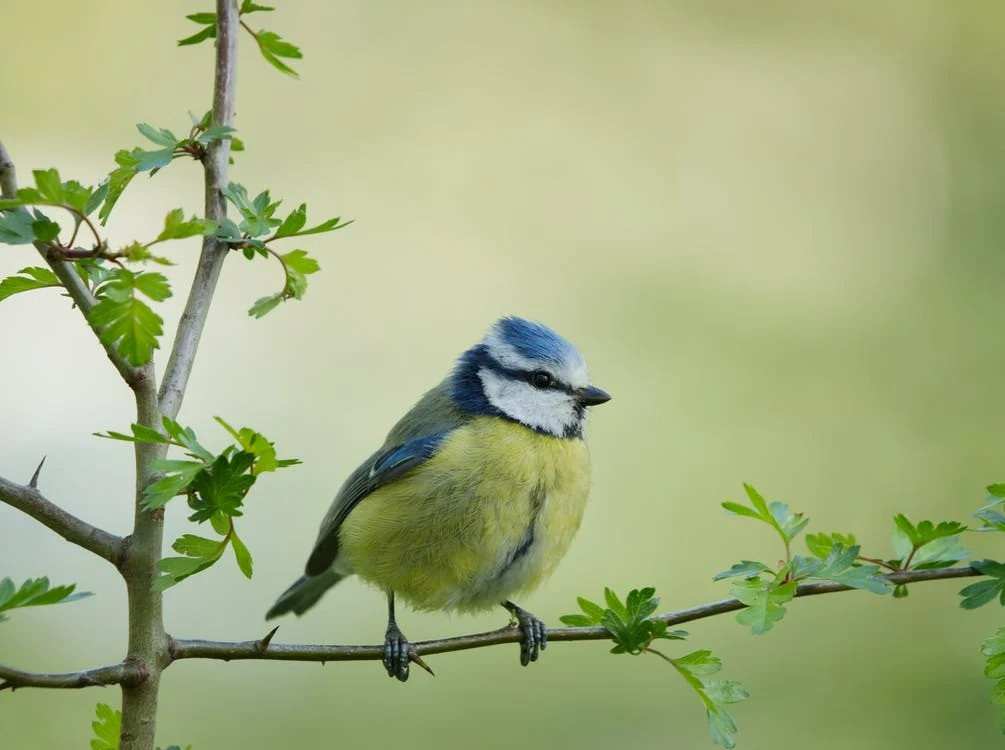 Người sinh ngày Âm lịch này dồn sức cho sự nghiệp, tương lai thành công - Hình 4 Nguoi sinh ngay Am lich nay don suc cho su nghiep, tuong lai thanh cong-Hinh-4