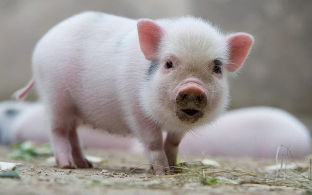 3 tuổi năng lực vượt trội, sống có trách nhiệm cuối năm thu hoạch lớn - Hình 3 3 tuoi nang luc vuot troi, song co trach nhiem cuoi nam thu hoach lon-Hinh-3