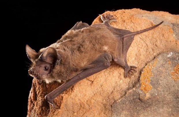 He lo nhung bi mat thu vi ve loai chim nhanh nhat the gioi-Hinh-2