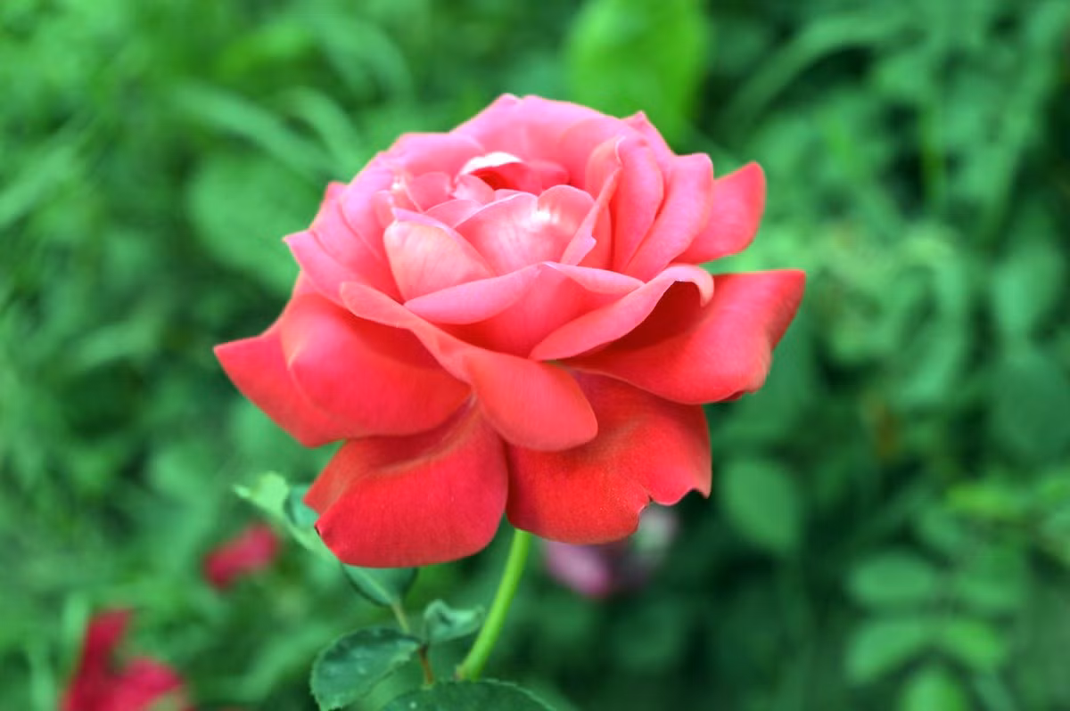 Nua cuoi thang 4 Am lich, 3 con giap rung rinh tien tieu-Hinh-3