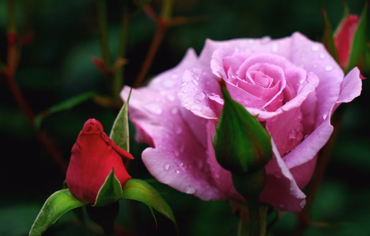 Nua cuoi thang 4 Am lich, 3 con giap rung rinh tien tieu-Hinh-2