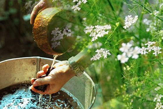 Sau khi tắm bạn nên gói chúng vứt ngay vì lúc này chúng được tin là đã tẩy sạch xui rủi của bạn và hấp thụ hết.